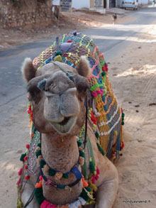 Chameau - Pushkar - Inde